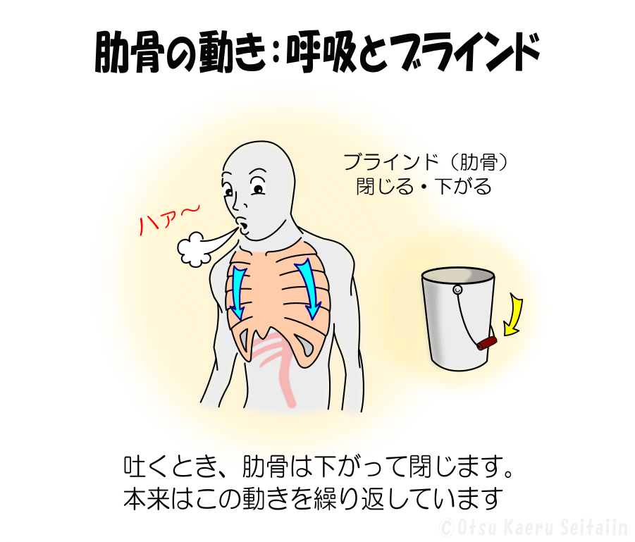 呼吸に合わせて肋骨が下がって閉じる（呼気）の解説図
