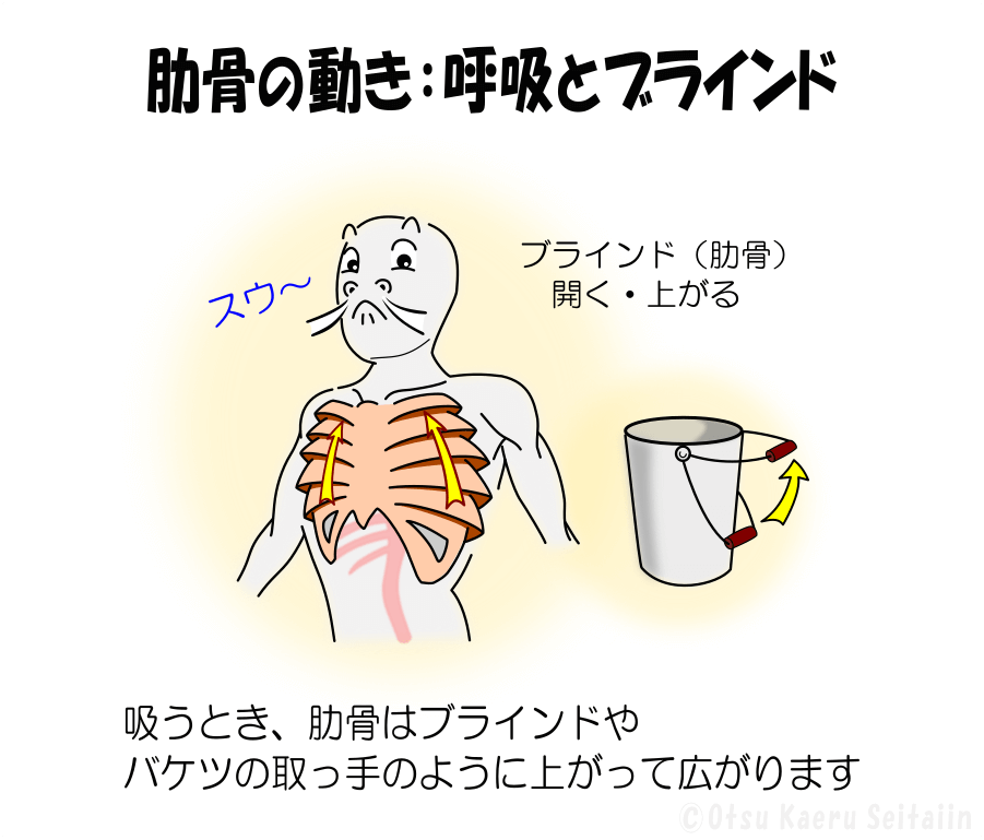 呼吸に合わせて肋骨が上がって広がる（吸気）の解説図
