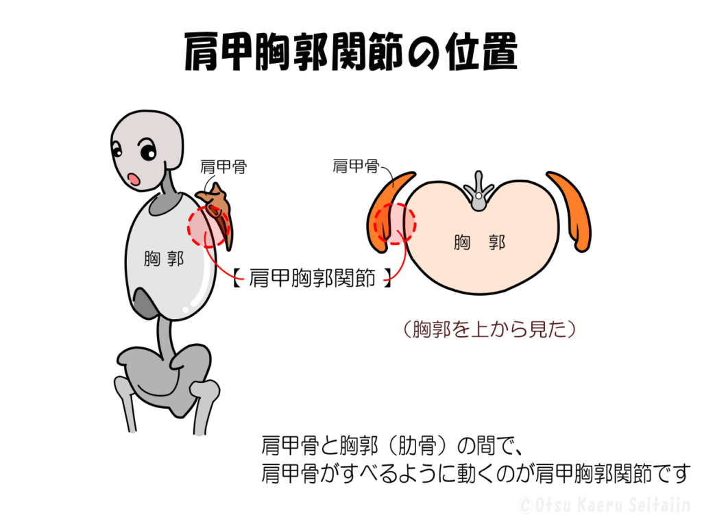 肩甲骨と胸郭（肋骨）の間で肩甲骨がすべる肩甲胸郭関節のイラスト