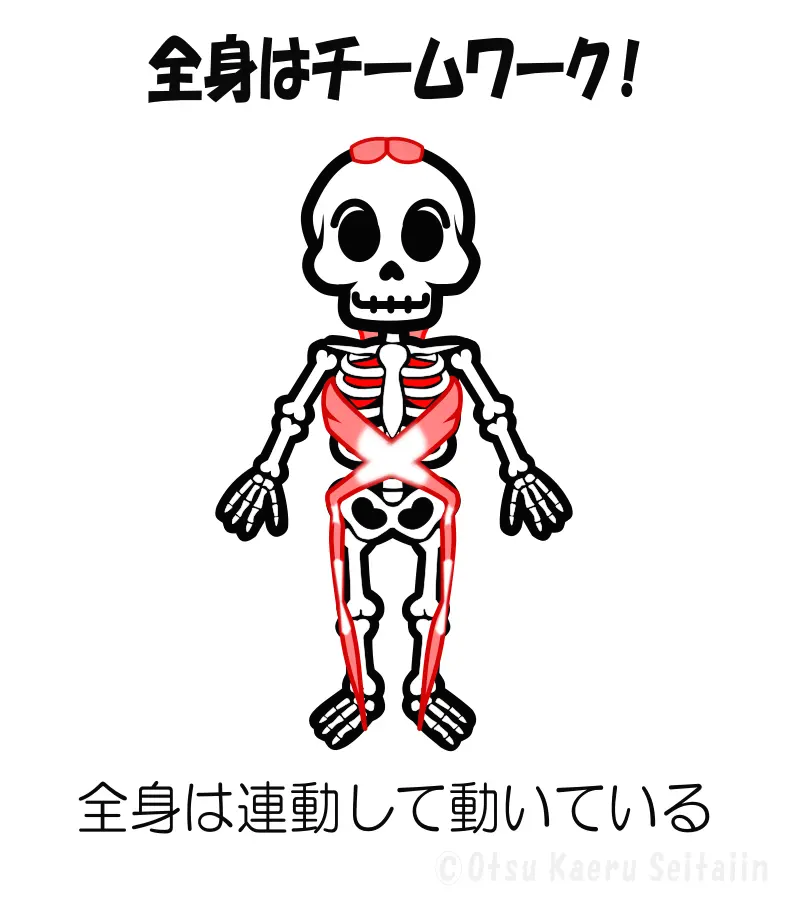 全身の連動を示す骨格イラスト｜体はチームワークで動く
