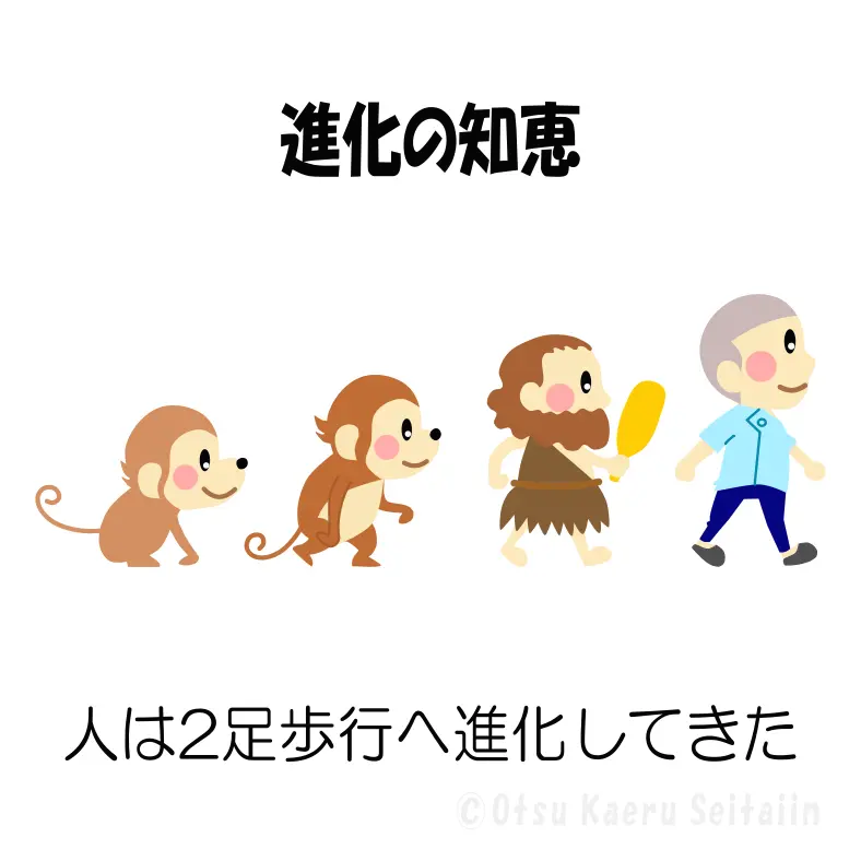 二足歩行への進化を示すイラスト｜進化の知恵